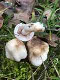Inocybe insinuata image