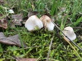 Inocybe insinuata image