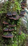 Hymenochaete rubiginosa image