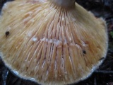 Lactarius californiensis image