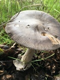 Amanita constricta image