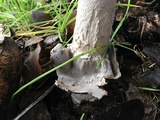 Amanita constricta image