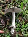 Amanita constricta image