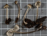 Mycena leptocephala image