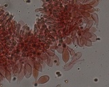 Mycena leptocephala image