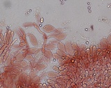 Mycena leptocephala image