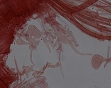 Mycena leptocephala image