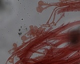 Mycena leptocephala image