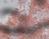Mycena leptocephala image
