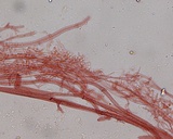 Mycena leptocephala image