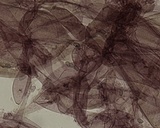 Mycena leptocephala image