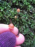Galerina vittiformis image