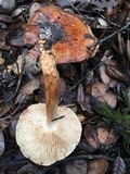 Tricholoma dryophilum image