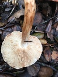 Tricholoma dryophilum image