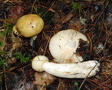 Russula foetens image