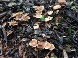 Gymnopus brassicolens var. brassicolens image