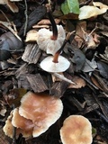 Gymnopus brassicolens var. brassicolens image