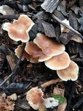 Gymnopus brassicolens var. brassicolens image
