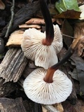 Gymnopus brassicolens var. brassicolens image