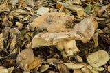 Lactarius argillaceifolius var. megacarpus image