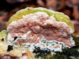 Gloeoporus dichrous image