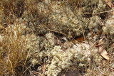 Cladia ferdinandii image
