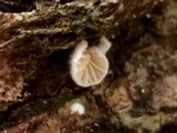 Clitopilus hobsonii image