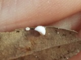 Clitopilus hobsonii image
