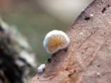 Clitopilus hobsonii image