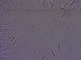 Gloeophyllum sepiarium image