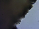 Rhodocollybia butyracea image