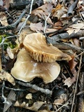 Rhodocollybia butyracea image
