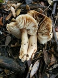 Rhodocollybia butyracea image