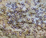 Porpidia albocaerulescens var. albocaerulescens image