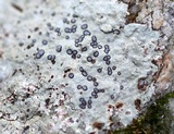 Porpidia albocaerulescens var. albocaerulescens image