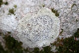 Porpidia albocaerulescens var. albocaerulescens image