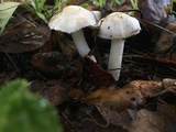 Inocybe insinuata image