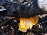 Naematelia aurantia image