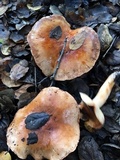 Tricholoma dryophilum image