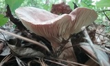 Lactifluus corrugis image