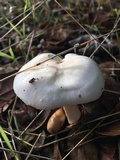 Hygrophorus eburneus image