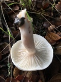 Hygrophorus eburneus image