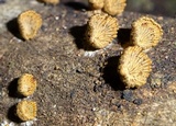 Schizophyllum umbrinum image