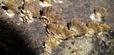 Schizophyllum umbrinum image