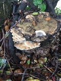 Bjerkandera adusta image