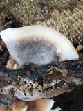 Bjerkandera adusta image
