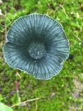 Arrhenia chlorocyanea image