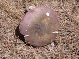 Russula olivacea image