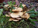 Pholiota spumosa image