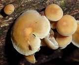 Hypholoma subviride image